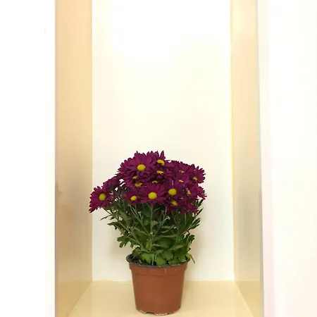 Monterussi 3* Cavallino di Lecce